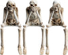 Just Love Skulls Skeleton Trio